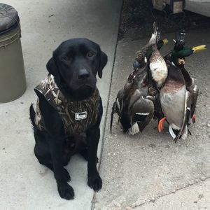 Meet your Posher, Brandon